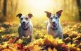 листья, осень, собаки