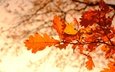листья, ветки, осень, боке, дубовые, осенние листья