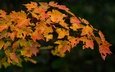 природа, листья, ветки, осень, темный фон, клен
