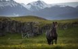лошадь, горы, конь, исландия