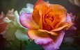 макро, цветок, роза, оранжевая
