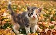 морда, трава, листья, листва, кошка, взгляд, котенок, малыш, осенние листья