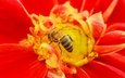 насекомое, цветок, пчела