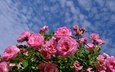 небо, облака, листья, ветки, розы, розовые, много, синева, розовый куст