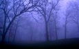 ночь, деревья, природа, лес, туман
