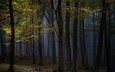 ночь, деревья, природа, лес, туман, осень