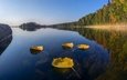 озеро, лес, листья, отражение, осень, финляндия
