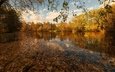 озеро, листья, осень