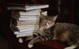 поза, кот, кошка, сон, книги, лежит, спит, темный фон, мордашка, стопка, лень, учебники