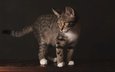 поза, мордочка, кошка, взгляд, котенок, стол, серый, темный фон, полосатый, стоит, фотостудия