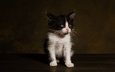 поза, мордочка, кошка, взгляд, котенок, темный фон, чёрно-белый, фотостудия