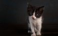 поза, мордочка, кошка, взгляд, котенок, темный фон, малыш, чёрно-белый, фотостудия