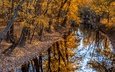 деревья, река, природа, отражение, осень