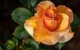 роза, темный фон, оранжевая