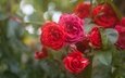 розы, красные, розовый куст