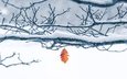 снег, природа, дерево, зима, ветки, иней, листок, один