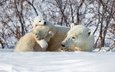 снег, зима, кусты, медвежонок, белые медведи, медведица, полярные медведи
