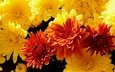 свет, цветы, макро, много, яркие, желтые, оранжевые, хризантемы, боке