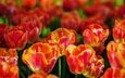 свет, цветы, весна, тюльпаны, яркие, оранжевые, клумба, боке
