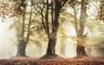свет, деревья, лес, парк, утро, туман, ветки, листва, осень