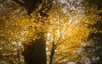 свет, дерево, осень