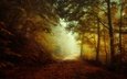 свет, дорога, лес, утро, туман, осень