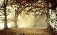 свет, лес, утро, туман, ветки, листва, осень