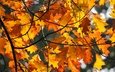 свет, листья, ветки, осень, краски осени, осенние листья