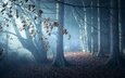 свет, ночь, деревья, природа, лес, туман