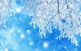 свет, снег, природа, новый год, зима, ветки, мороз, иней, блики, голубой фон, звездочки, боке, новогоднее настроение