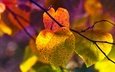 свет, ветка, листья, яркие, боке, краски осени, осенние листья