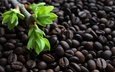 ветка, зелень, листья, кофе, кофейные зерна, кофе в зернах