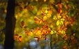 свет, ветки, листва, осень, боке, осенние листья