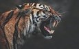 тигр, морда, клыки, профиль, темный фон, пасть, рык, агрессия