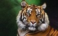 тигр, морда, портрет, взгляд, хищник, большая кошка, темный фон