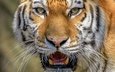 тигр, морда, взгляд, крупный план, дикая кошка