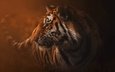 тигр, природа, туман, хищник, зверь, дикая кошка