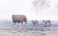 трава, снег, природа, дерево, зима, утро, туман, поле, иней, поляна, прогулка, малыши, бег, овцы, овечки