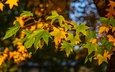 ветка, листья, разноцветные, осень, клен, кленовый лист, осенние листья