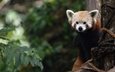 ветки, листва, взгляд, красная панда, малая панда