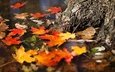 вода, листья, осень, осенние листья