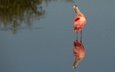 вода, отражение, водоем, птица, розовая колпица