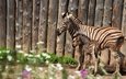 зебра, забор, пара, мама, детеныш, зебры, жеребенок