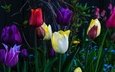 цветы, бутоны, лепестки, разноцветные, сад, весна, темный фон, тюльпаны