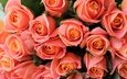 цветы, бутоны, розы, лепестки, букет, много, оранжевые
