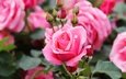 цветы, бутоны, капли, розы, розовые, боке, размытый фон