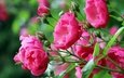 цветы, бутоны, розы, розовые, стебли, боке, розовый куст