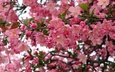 цветы, цветение, листья, ветки, весна, розовые, много, яблоня, боке, яблоневый цвет