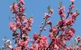 цветы, цветение, ветки, весна, розовые, сакура, боке, голубое небо