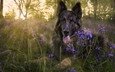 цветы, деревья, солнечный, черная собака
